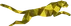 Acinonyx